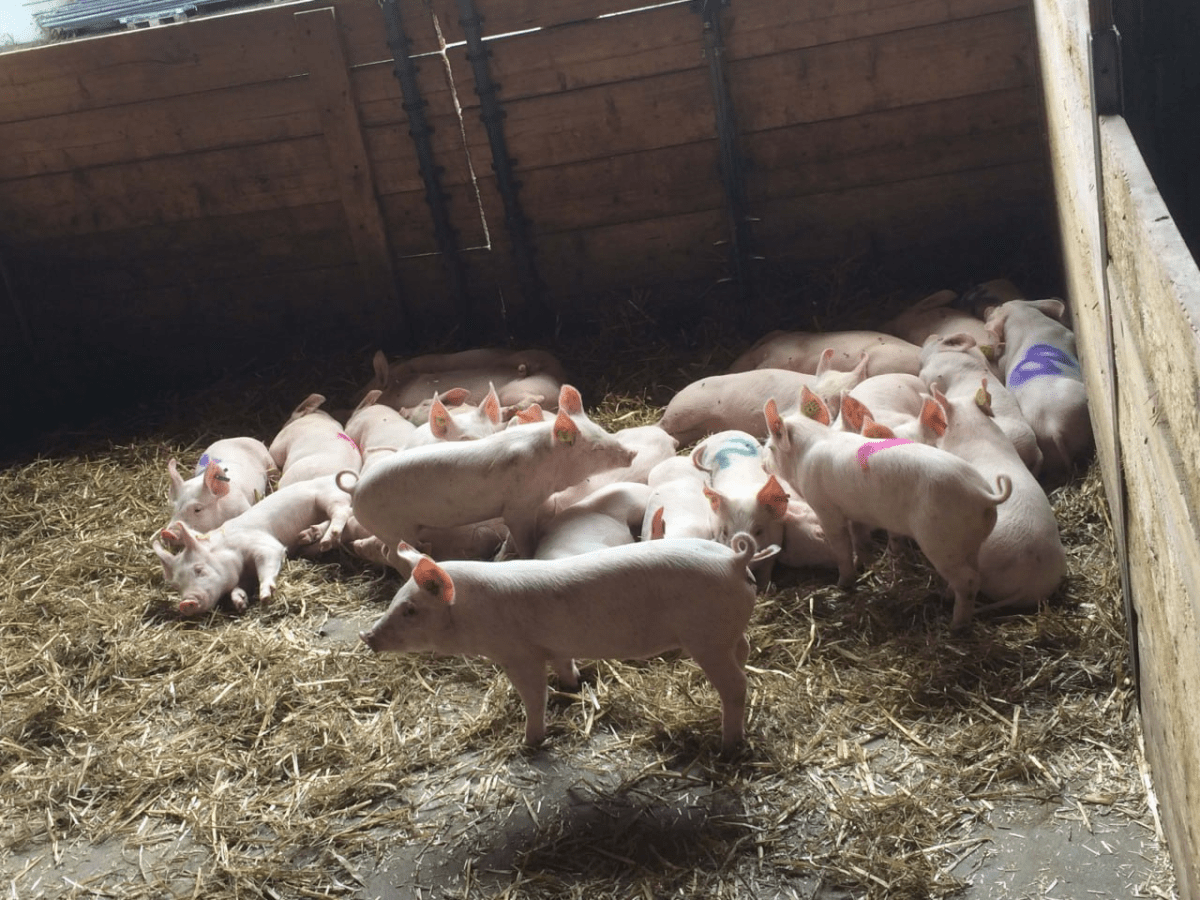 The subjects of the Soundwel project. Source: Elodie Briefer